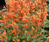 Agastache
