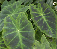 Colocasia esculenta