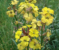 Erysimum