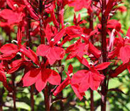 Lobelia fulgens