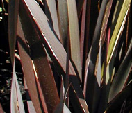 Phormium-tenax