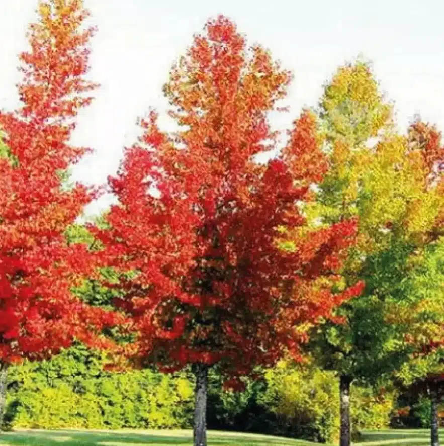 Liquidambar