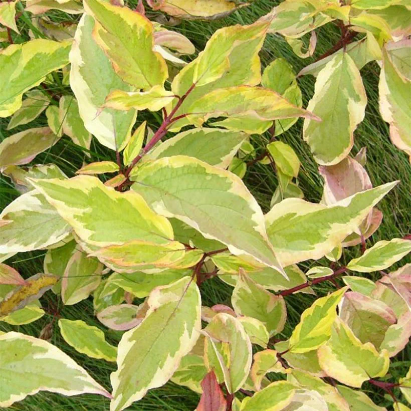 Cornus alba Gouchaulti