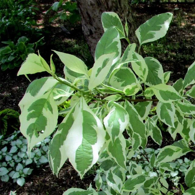 Cornus alba Ivory Halo