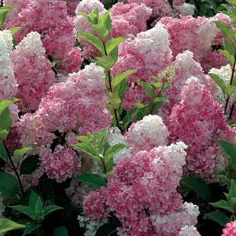 Hydrangea paniculata