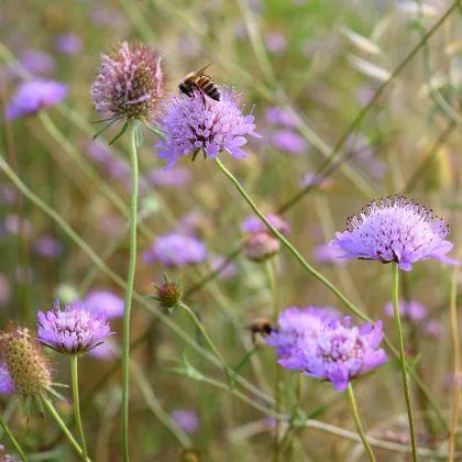 Knautia