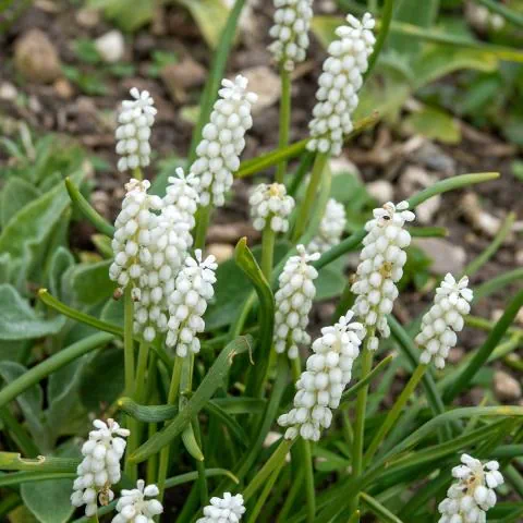 Muscari