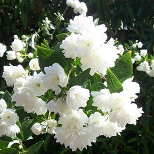 Philadelphus coronarius