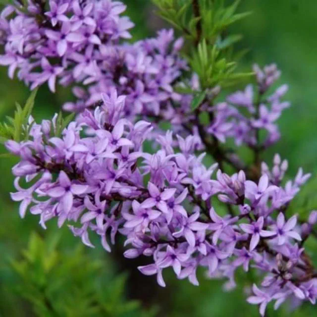 Syringa afghanica