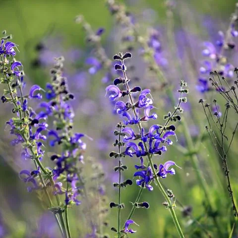 Salvia pratensis