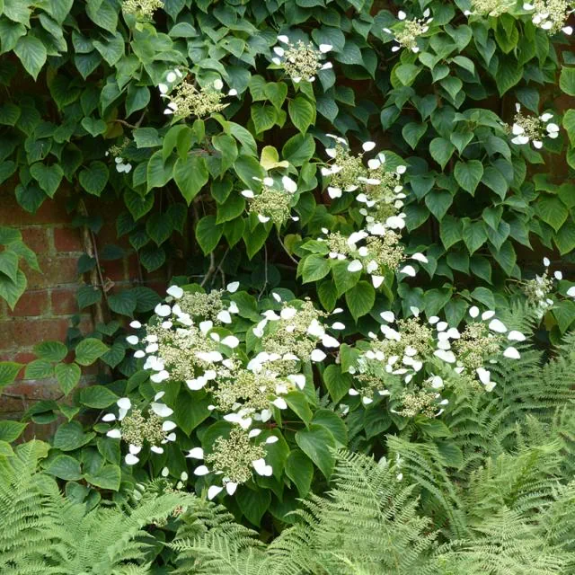 Schizophragma