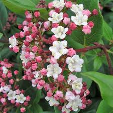 Viburnum tinus Eve Price