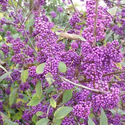 Callicarpa bodinieri