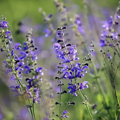 Salvia pratensis